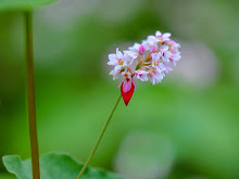 Ảnh của tôi