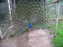 Mi foto