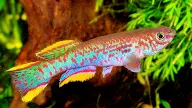 Ikan fundulopanchax gardneri