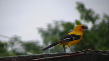 Mi foto