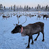 Sapmi Boazu -参观芬兰的萨米驯鹿牧区