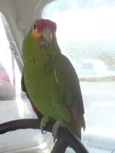 Mi foto