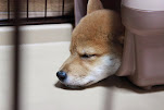 自分の写真