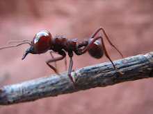 Minha foto