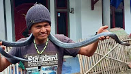 Berita Viral : Ular Sanca Melilit Pemiliknya Hingga Tewas.
