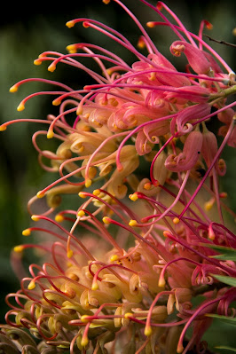 grevillea%20superb.jpg