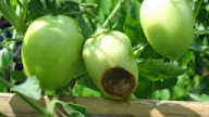 Tips Mengatasi Busuk Ujung Buah Tomat