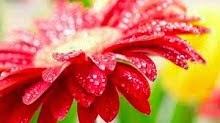 Mi foto