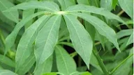 DAUN SINGKONG SEBAGAI OBAT ALAMI