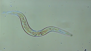 Nematodes.jpg