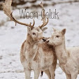 Mijn foto