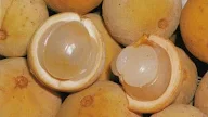 CARA MENANAM DUKU