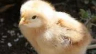 CARA TEPAT PENEMPATAN ANAK AYAM