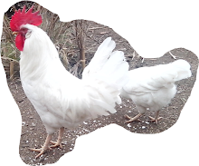 Fotoğrafım