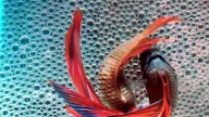 Cara Pemijahan Ikan Cupang