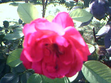 Mi foto