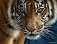 Mi foto