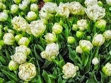 Fotoğrafım