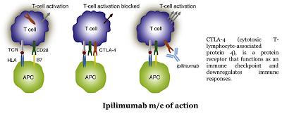 Ipilimumab m/c of action