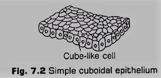 Simple Cuboidal Epithelium
