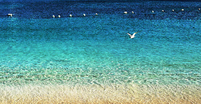 Seagull flying low over the sea