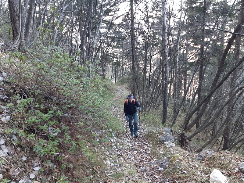 Sentiero in bosco durante la salita al Monte Lefre - Trentino