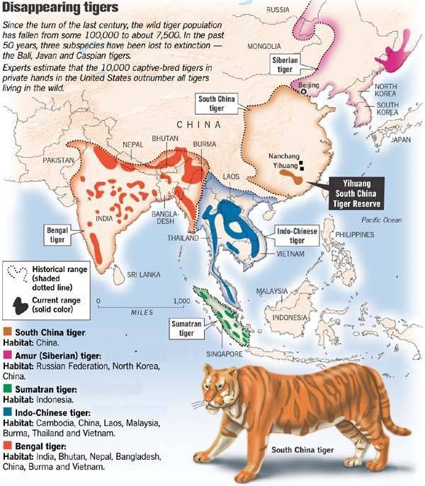 Endangered Species Blog: Bengal Tigers