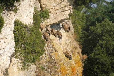 Buitres en los farallones de Olvedo