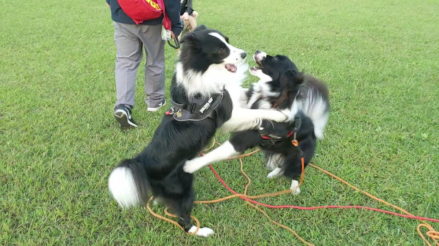 保護犬 ボーダーコリー トーマ