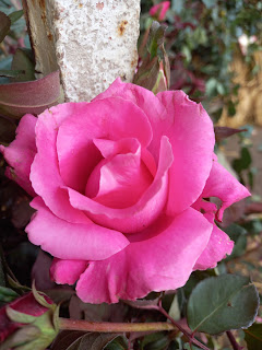 Rose Information in English-Rose Information for Project-Rose Biological Information-Rose Essay in English-Description  a Rose Flower-Uses of Rose-Rose Uses and Benefits