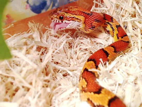 Eastern corn snakes is cool snakes on the list of the most beautiful snakes in the world.