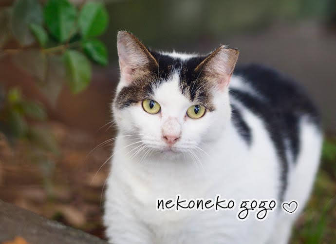 ねこ散歩でハチワレ猫さん