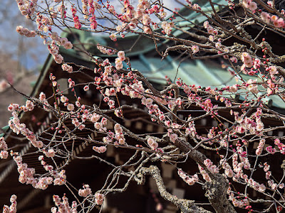 Red ume (Japanese apricot) flowers: Kaizo-ji