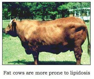 Fat Cow Syndrome/Fatty liver disease