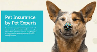 Pet Ownership and Insurance