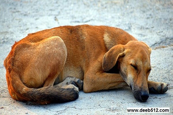 The Truth About Street Dogs.