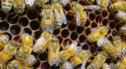 Honey bees making honey, Somaliland beekeeping, apiculture online quuz
