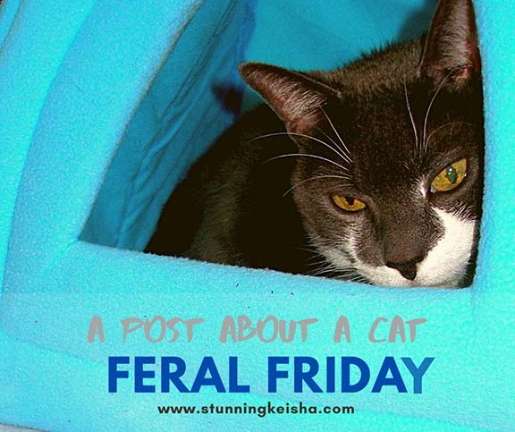 Feral Friday: A Post About a Cat