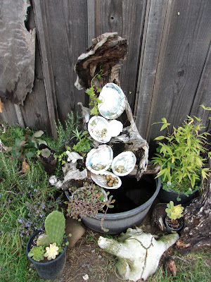 Abalone Shells in the Loleta Cheese Factory Garden