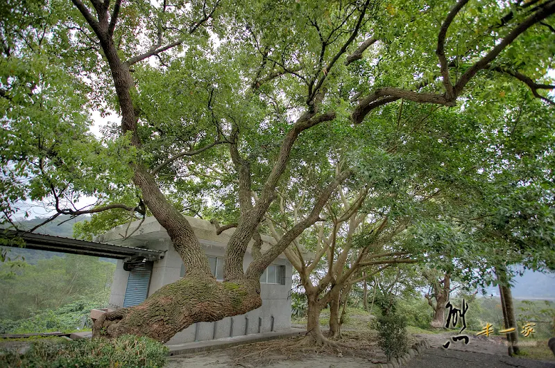 澳花國小｜南澳鄉景點｜宜蘭景點｜樟樹600年樹齡