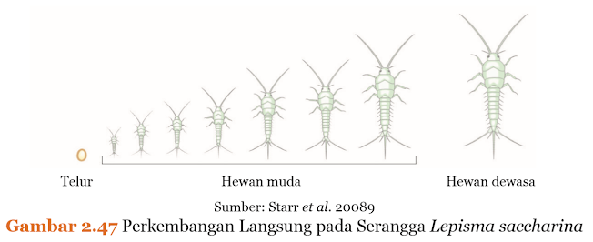 Gambar Perkembangan Langsung pada Serangga Lepisma saccharina