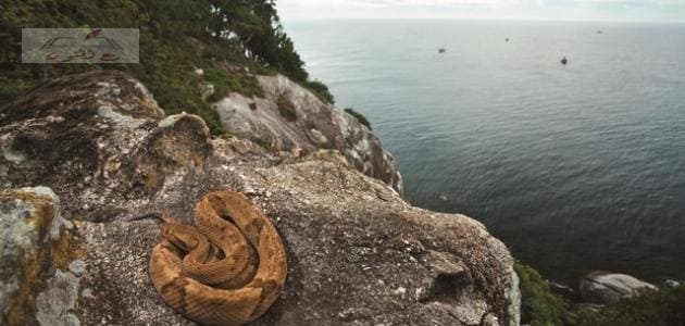 جزيرة الموت| أخطر جزر فى العالم "جزيرة الثعابين " في  البرازيل