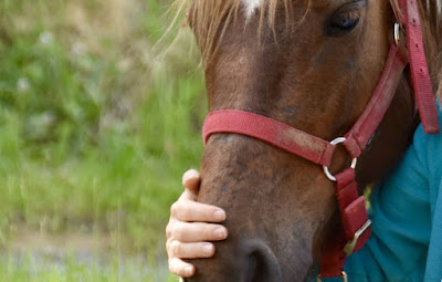 Närbild på hästansikte som klappas av barnhand