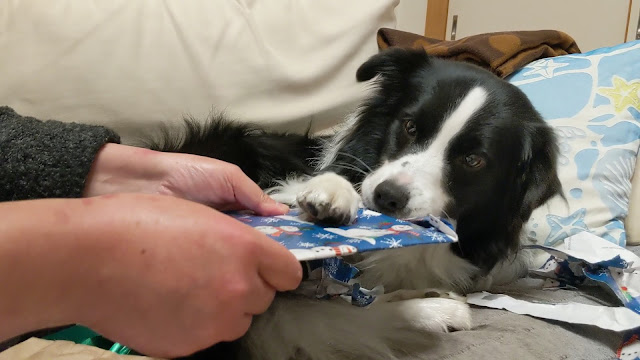 保護犬 ボーダーコリー トーマ クリスマスプレゼント