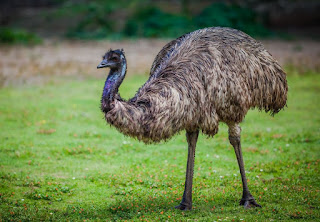 Emu Bird