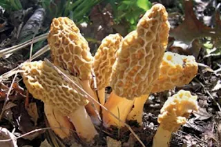 Morel mushroom supplier in Gangtok