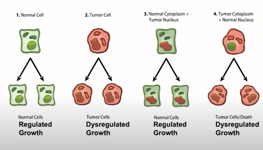 GRAPHIQUE DU DR. THOMAS SEYFRIED DÉMONTRANT QUE LE CANCER EST MÉTABOLIQUE ET NON GÉNÉTIQUE