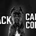 Reasons Why People Choose All Black Cane Corso