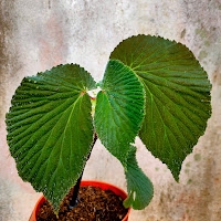 Begonia Lambii