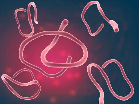 ebola vírus doença